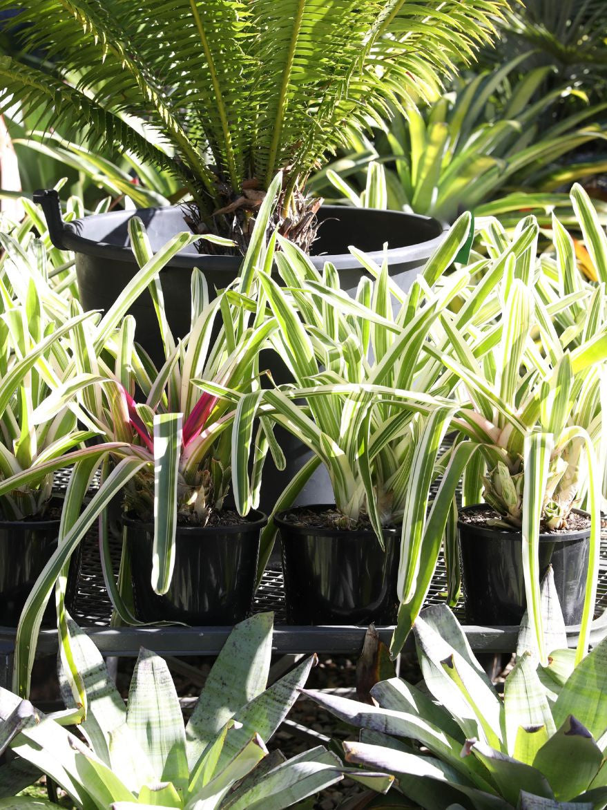 Neoregelia 'Sheba' (Bromeliad)