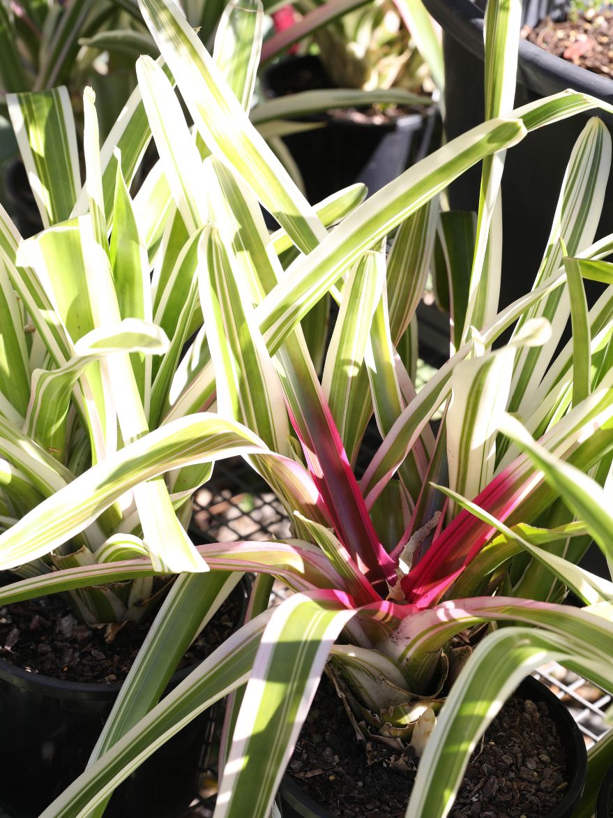 Neoregelia 'Sheba' (Bromeliad)
