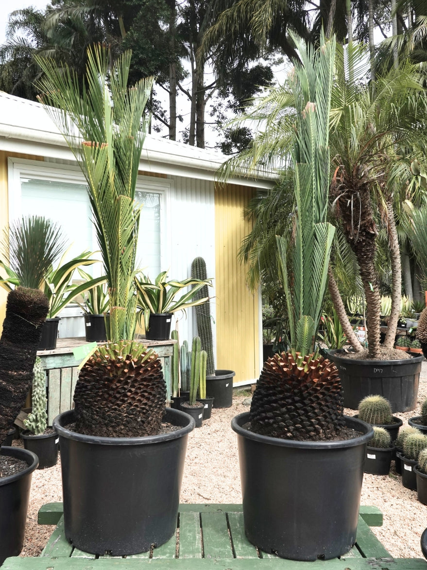 Macrozamia moorei (Moore's Cycad)