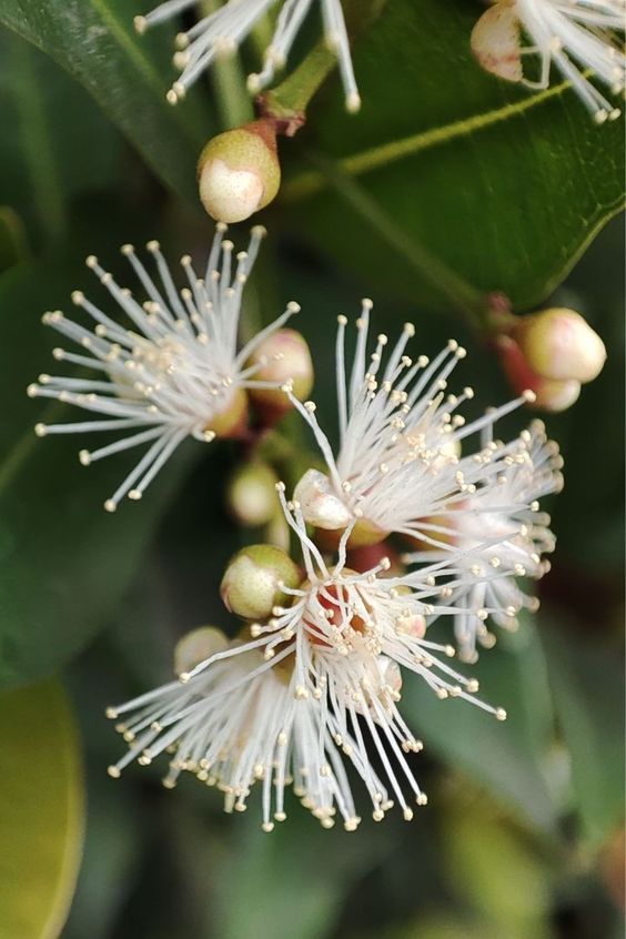 Floribunda Weeping Lilly Pilly