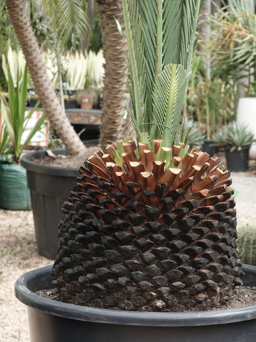 Macrozamia moorei (Moore's Cycad)