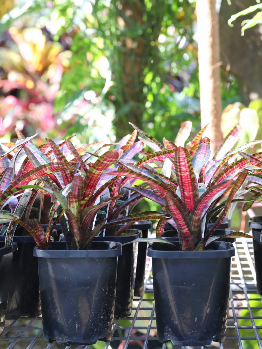 Neoregelia 'Hot Embers' (Bromeliad) 140mm