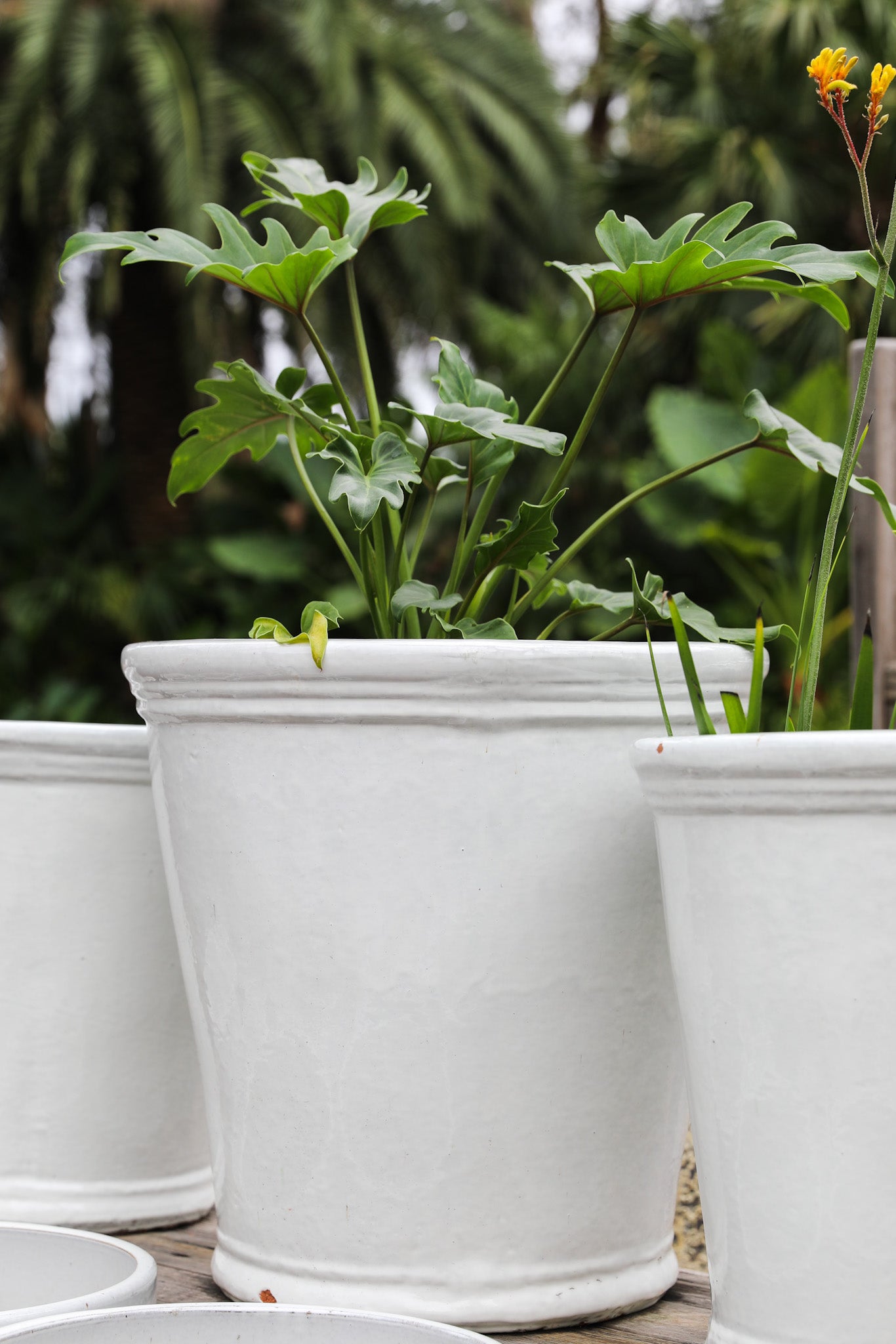 Palms Rolled Top Planter