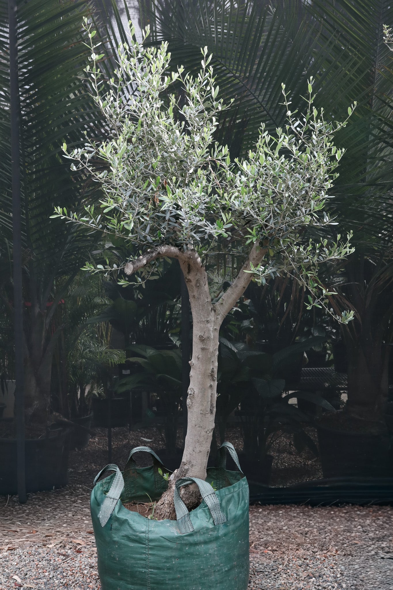 Aged Olive Tree 200L