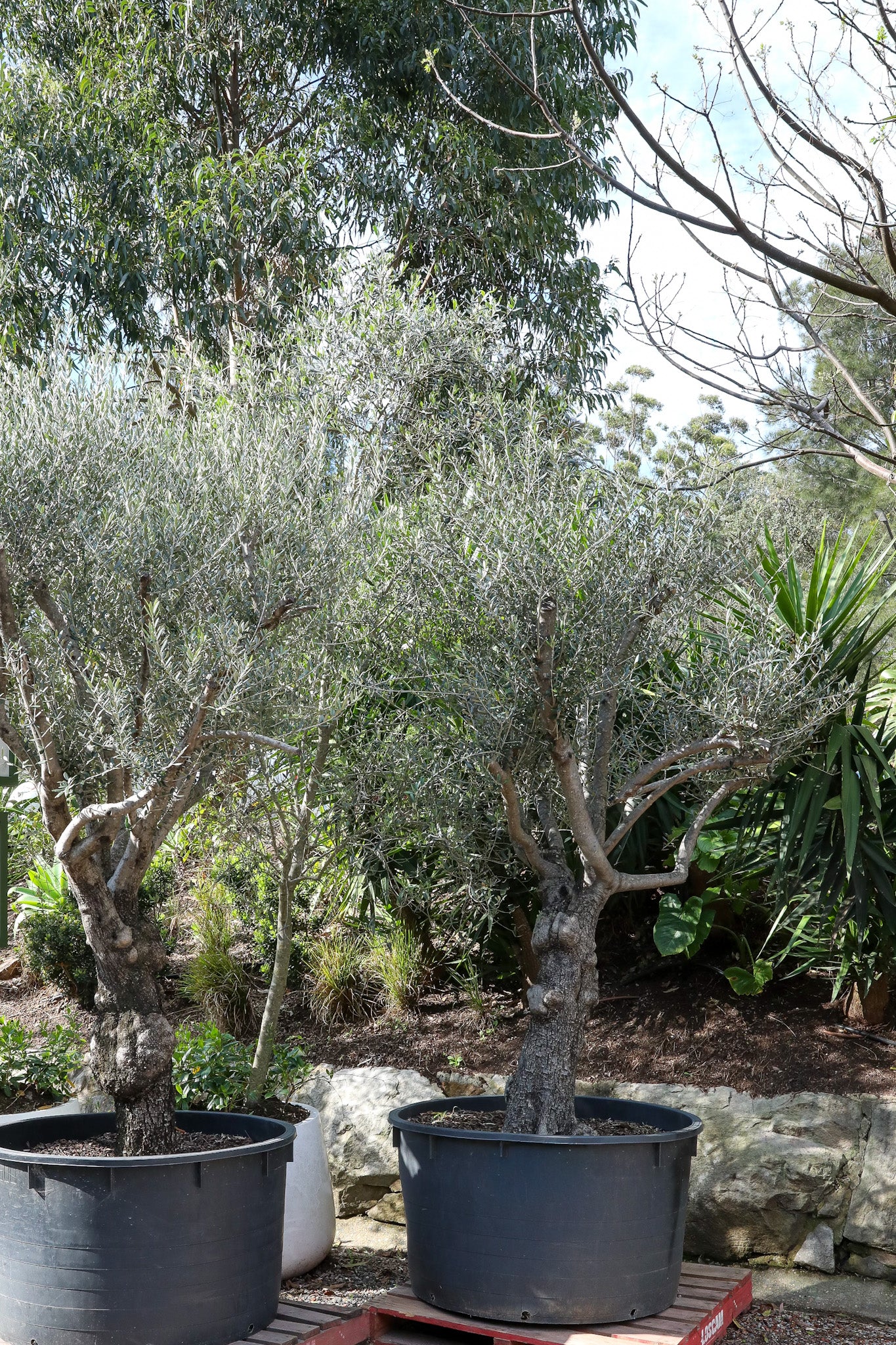 Aged Olea europea 'Manzanillo' (Olive)