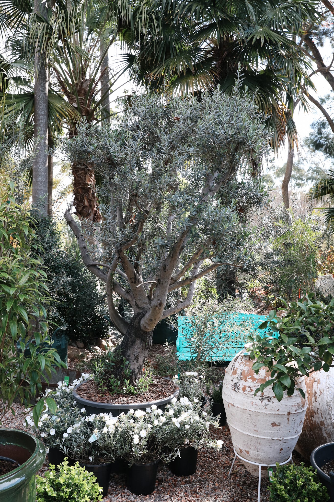 Aged Clouded Olive Trees