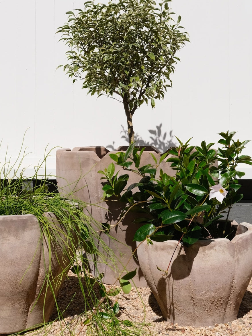 Terracotta Tulip Planter