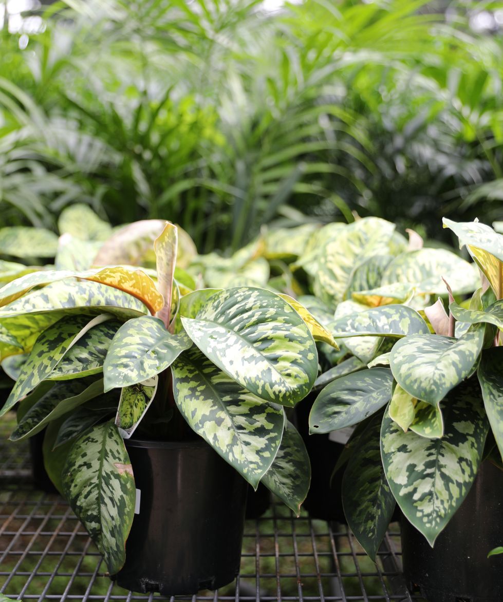 Homalomena Camouflage