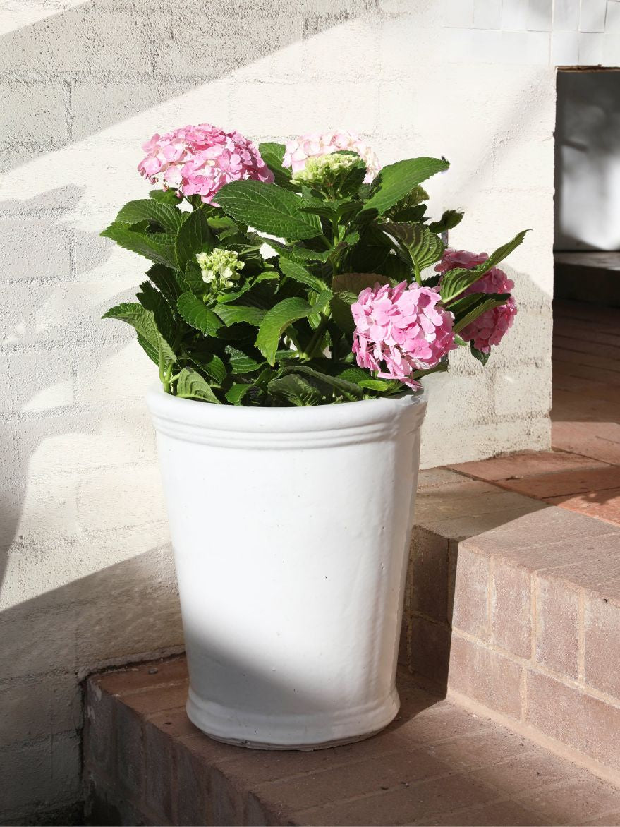 Hydrangea & Pot Set Large