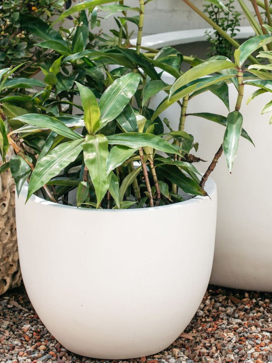 Lightweight Egg Planter White