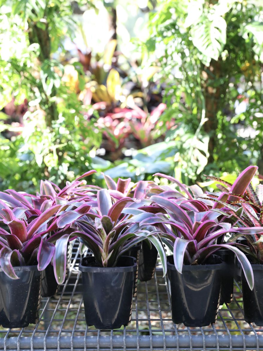 Neoregelia 'Dynamite' (Bromeliad) 140mm