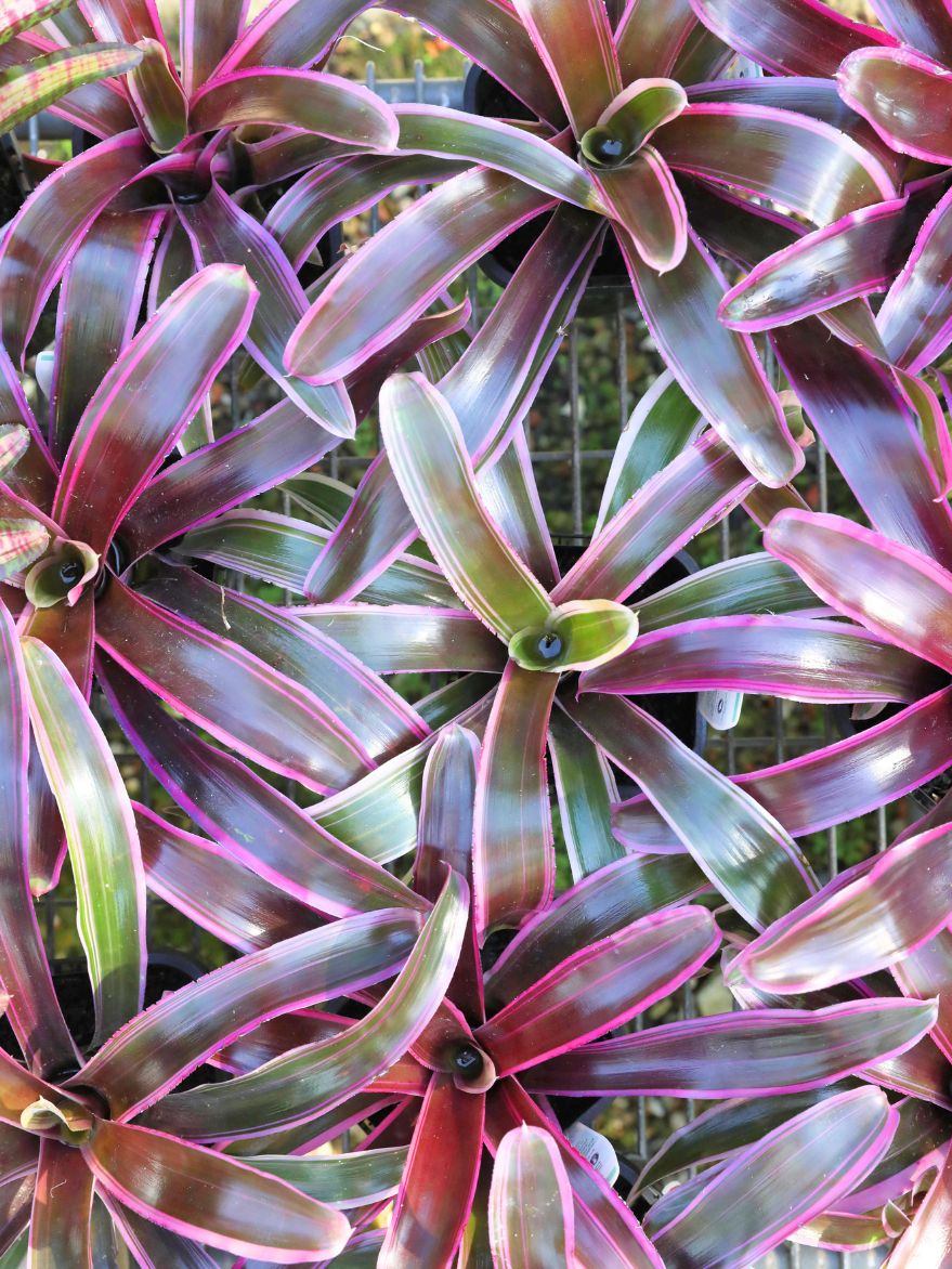 Neoregelia 'Dynamite' (Bromeliad) 140mm