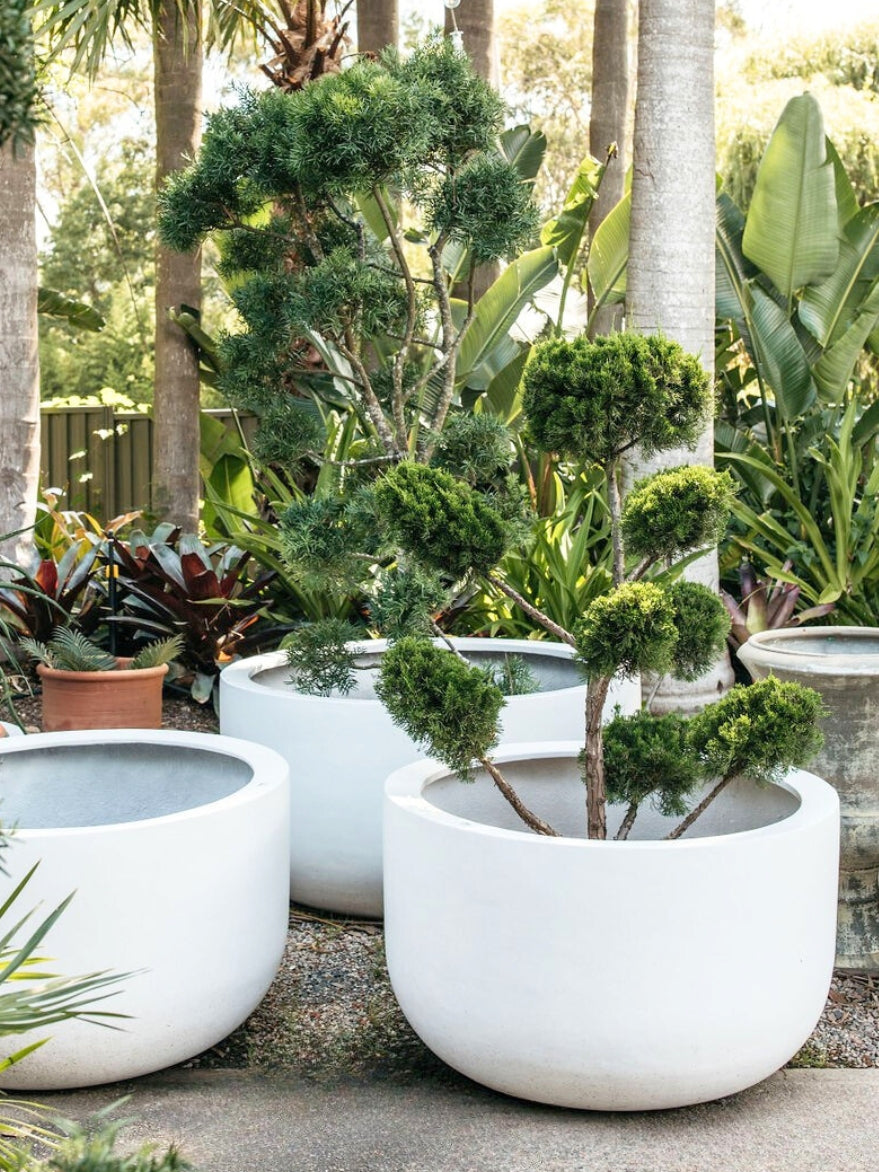 Palms Drum Satin White