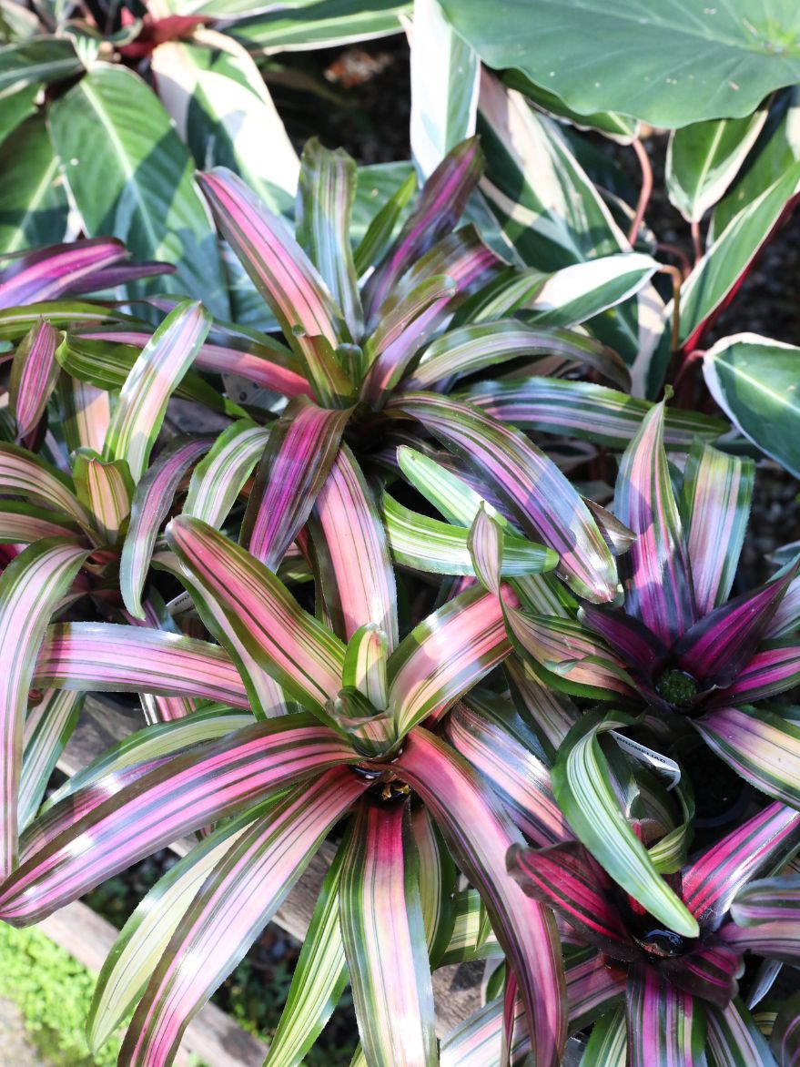 Neoregelia 'Dynamite' Variegated (Bromeliad) 140mm