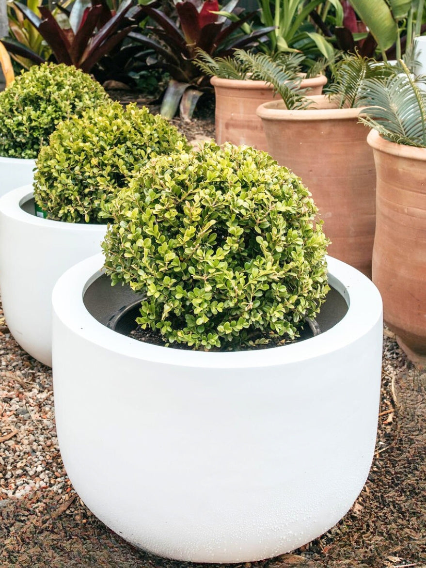 Palms Drum Satin White