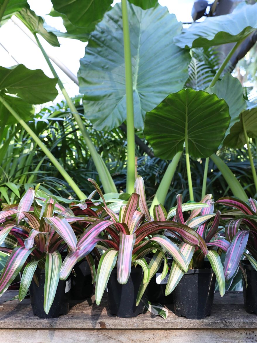 Neoregelia 'Dynamite' Variegated (Bromeliad) 140mm