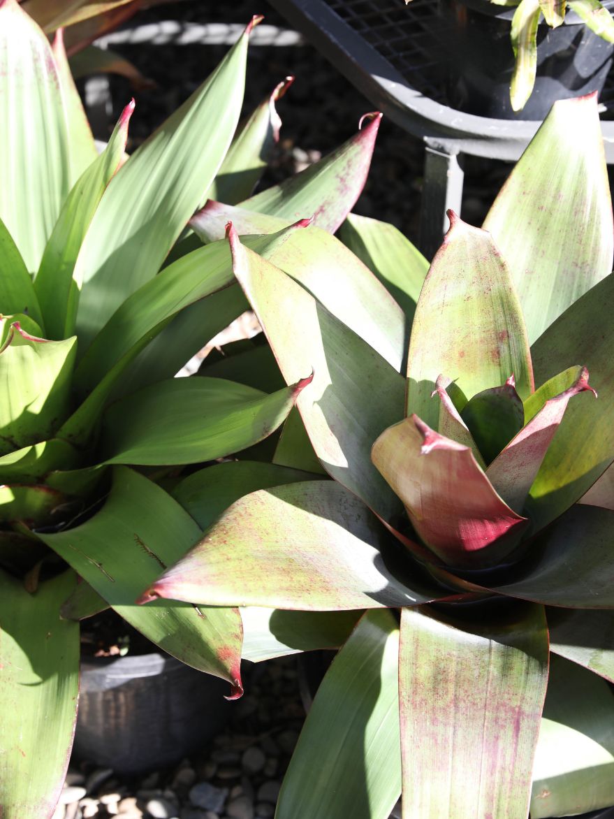 Alcantarea imperialis 'Rubra' (Imperial Bromeliad)