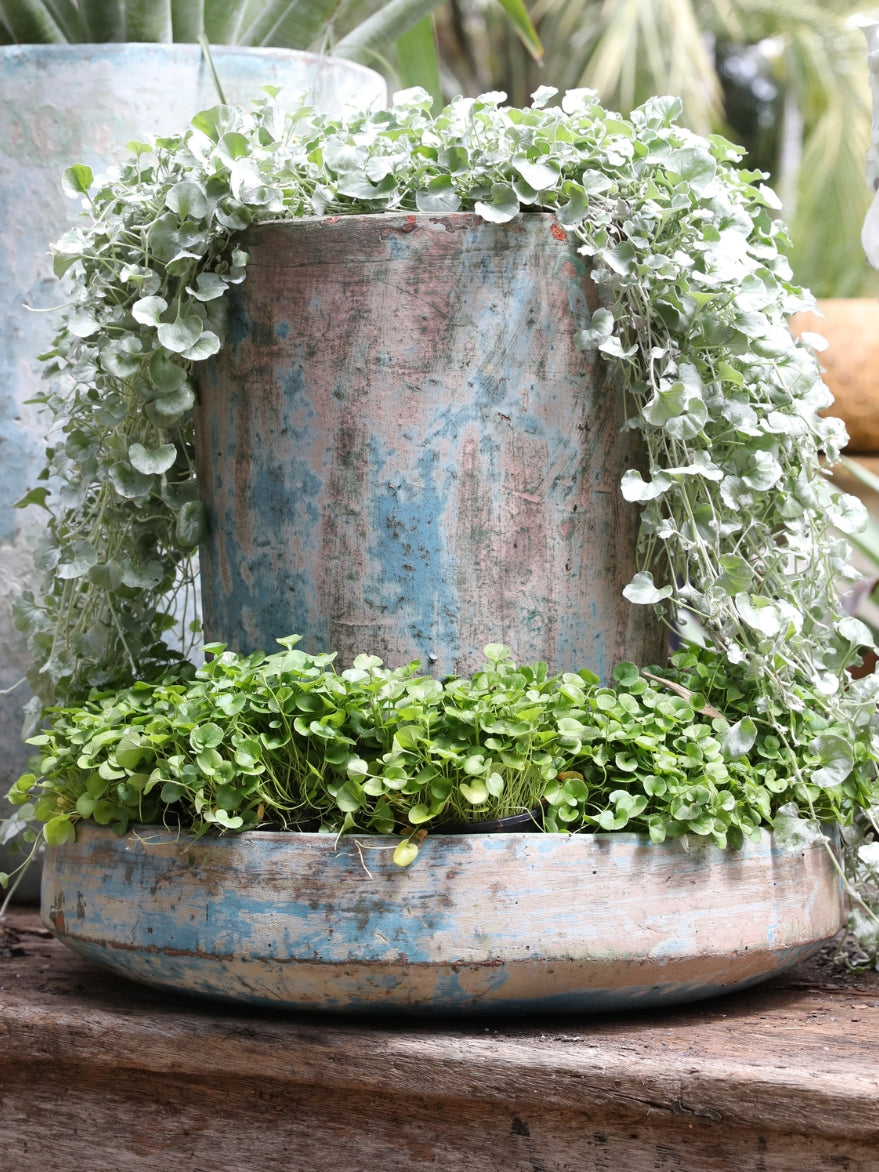 Atlantis Planter Bowl