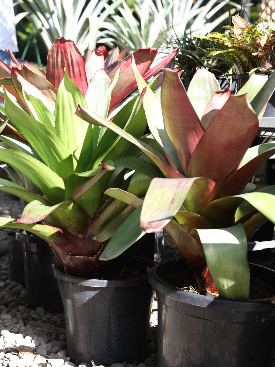Alcantarea imperialis 'Rubra' (Imperial Bromeliad)