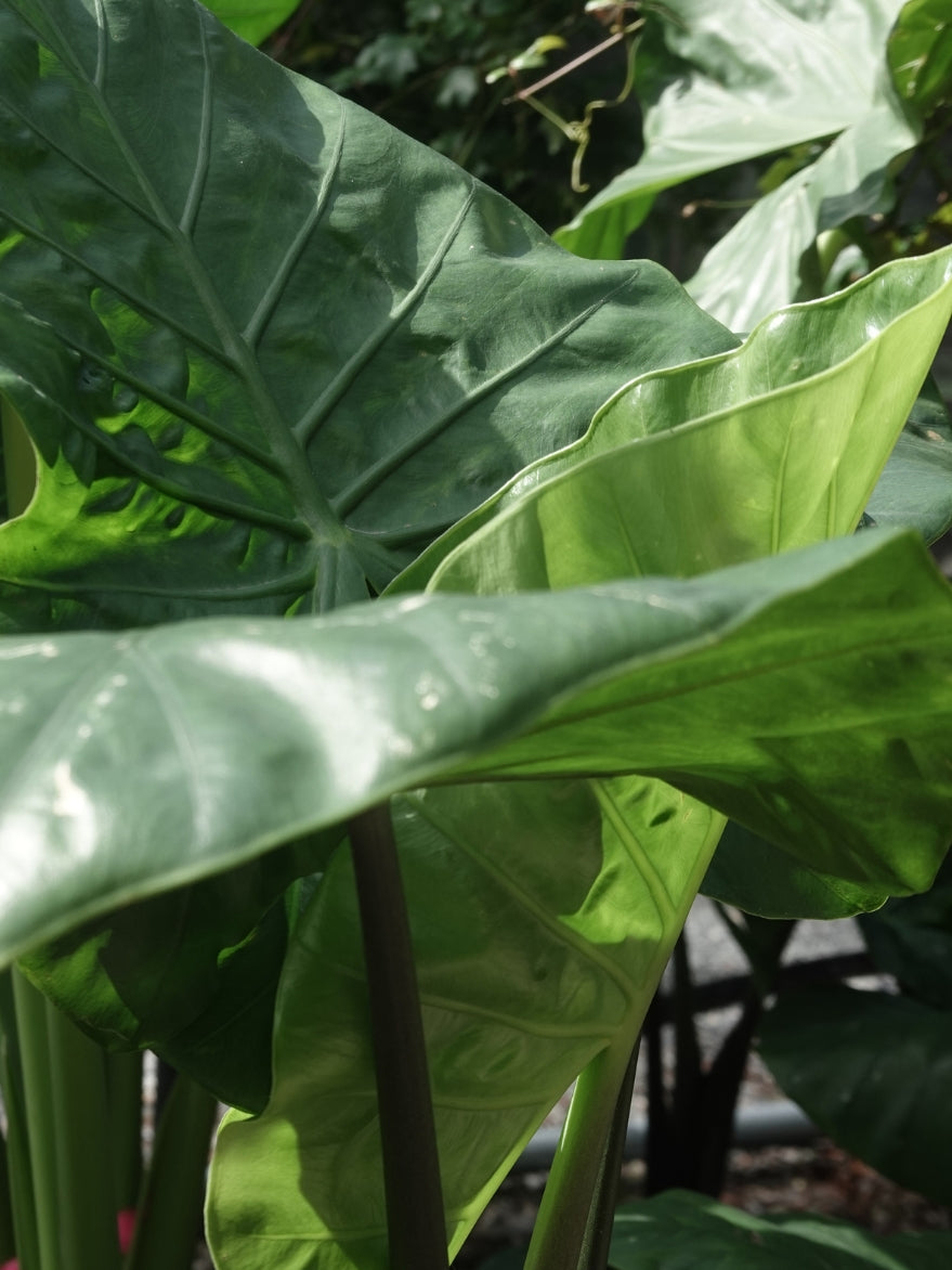 Alocasia 'Dark Star' (Elephant Ear)