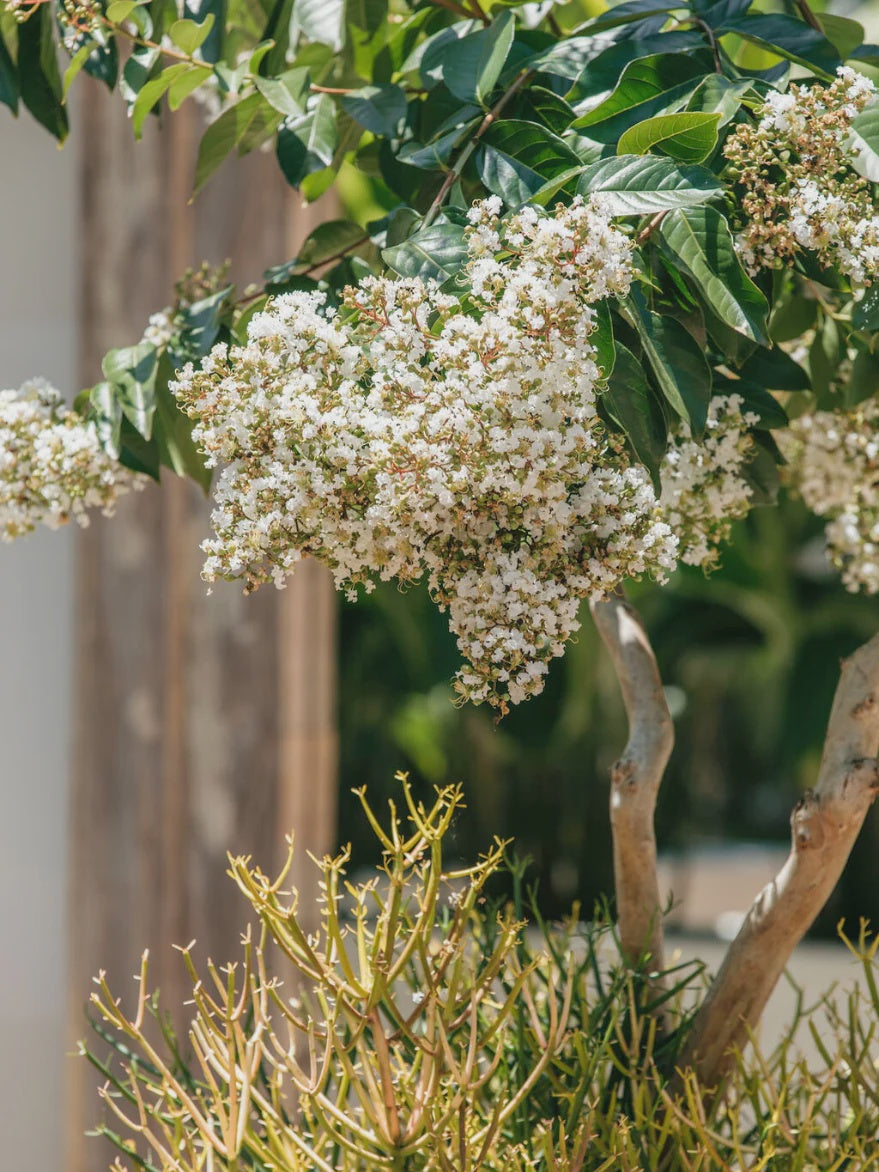 Lagerstroemia 'Natchez' (White Crepe Myrtle)