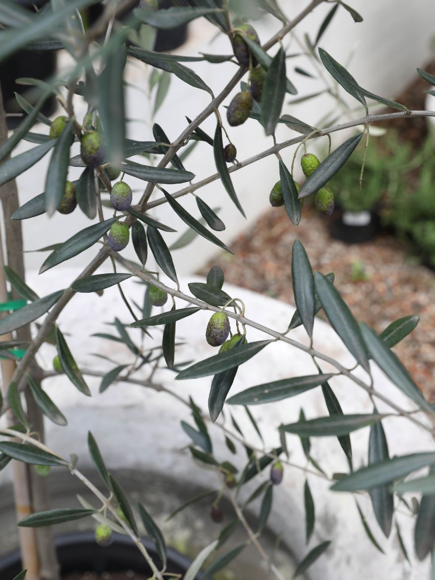 Olea europaea ‘Kalamata’ (Kalamata Olive)