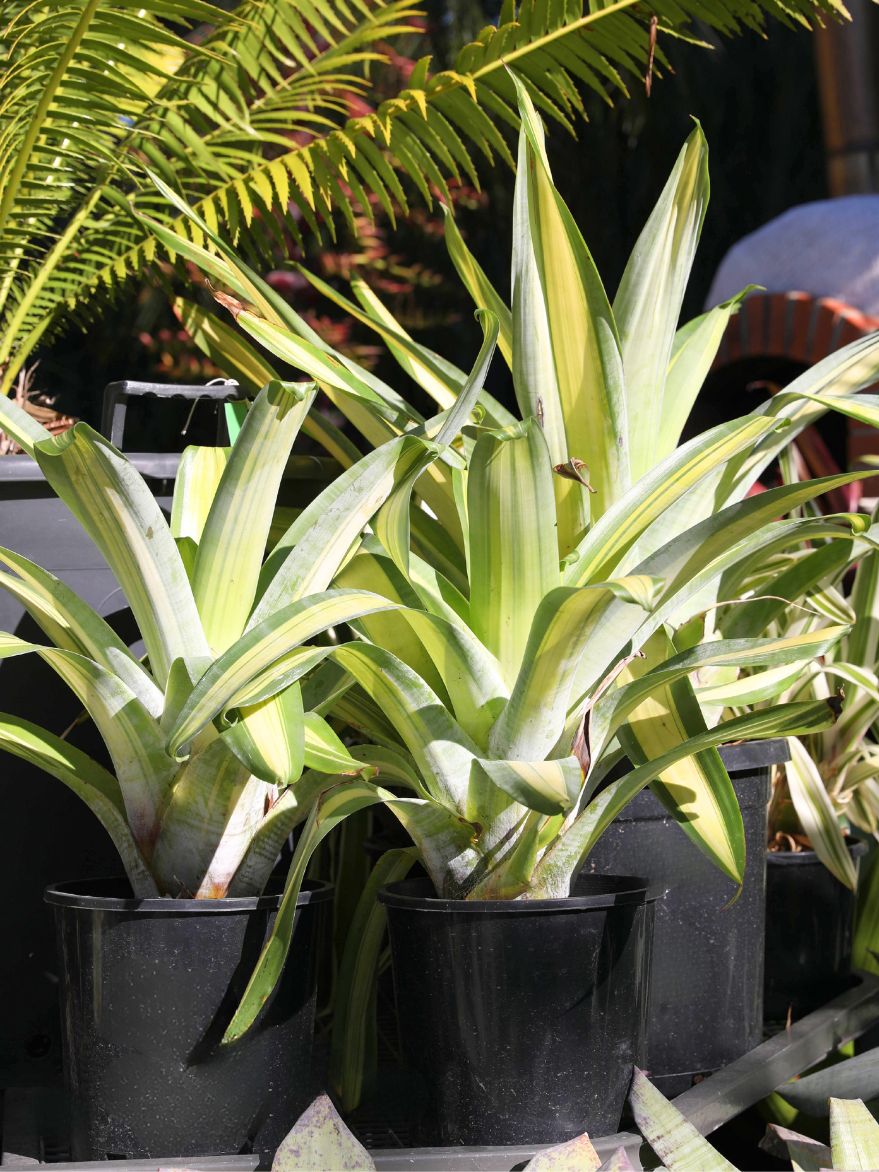 Alcantarea 'Sunshine' (Sunshine Bromeliad)