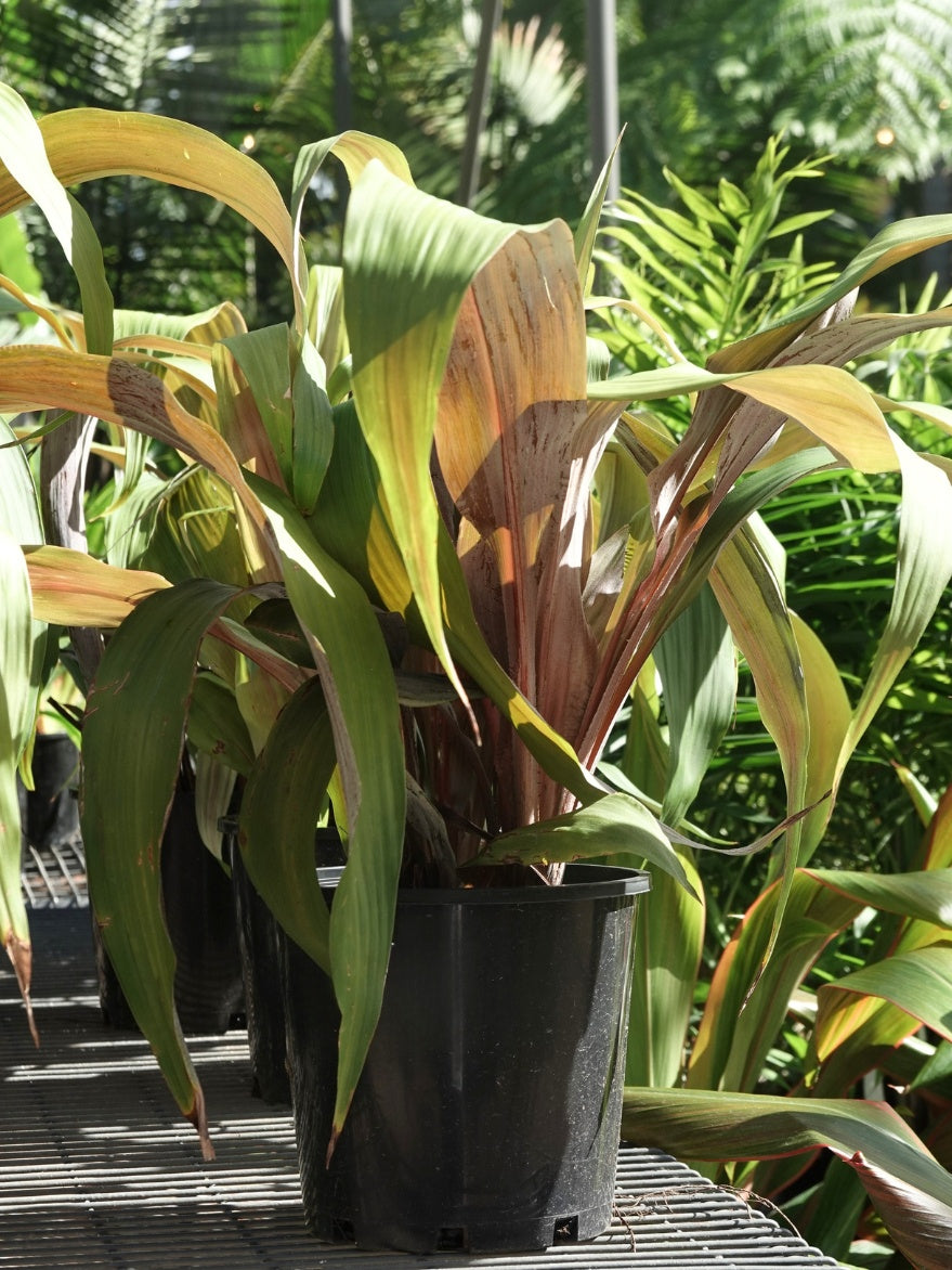 Pitcairnia Hybrid (Bromeliad) 200mm
