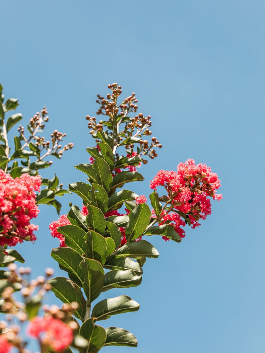 Crepe Myrtle (Lagerstroemia indica)