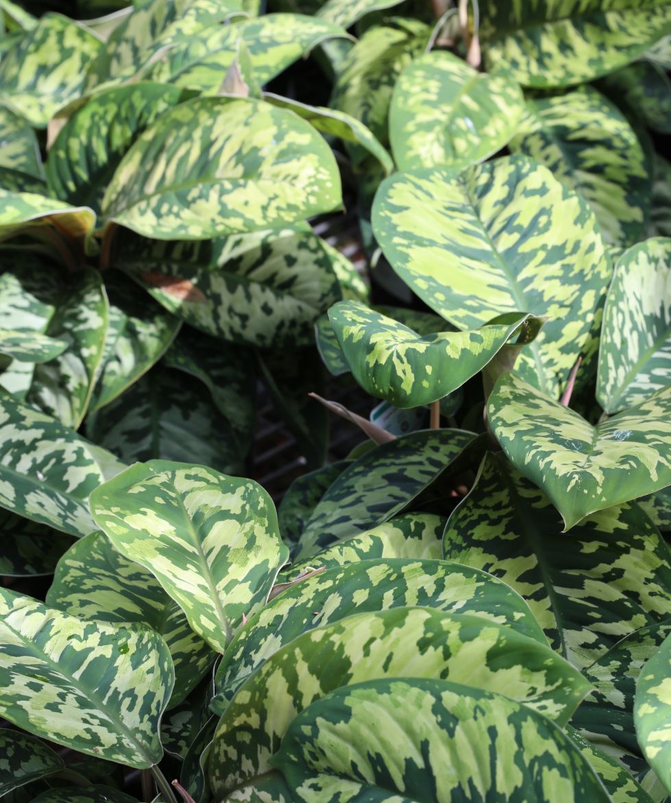 Homalomena Camouflage