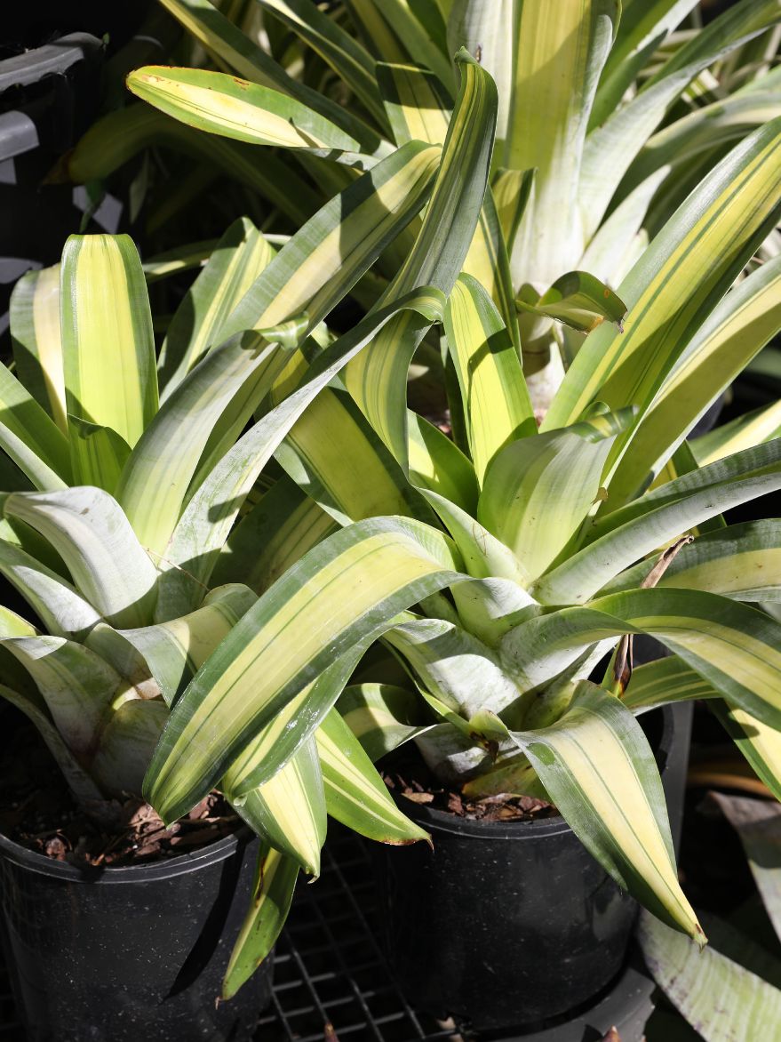 Alcantarea 'Sunshine' (Sunshine Bromeliad) – The Palms Sydney