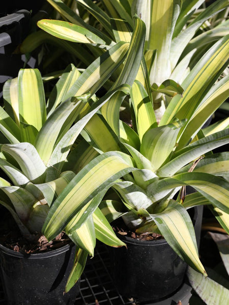ブロメリア・エアープランツ Alcantarea Sunshine Alcantarea 'Sunshine' (Sunshine Bromeliad) – The Palms Sydney