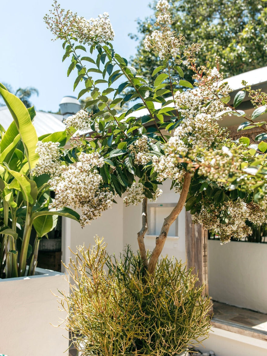 Crepe Myrtle (Lagerstroemia indica)