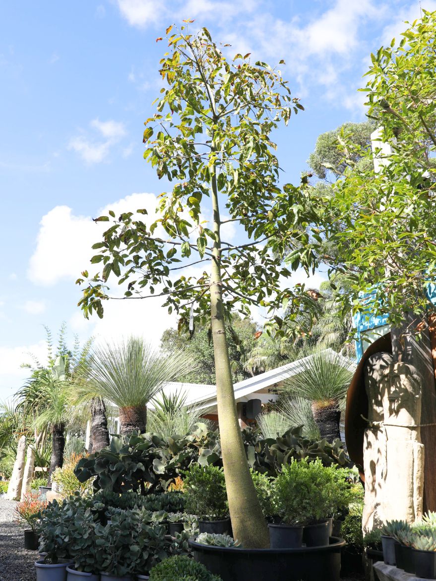 Brachychiton compactus (Whitsunday Bottle Tree)