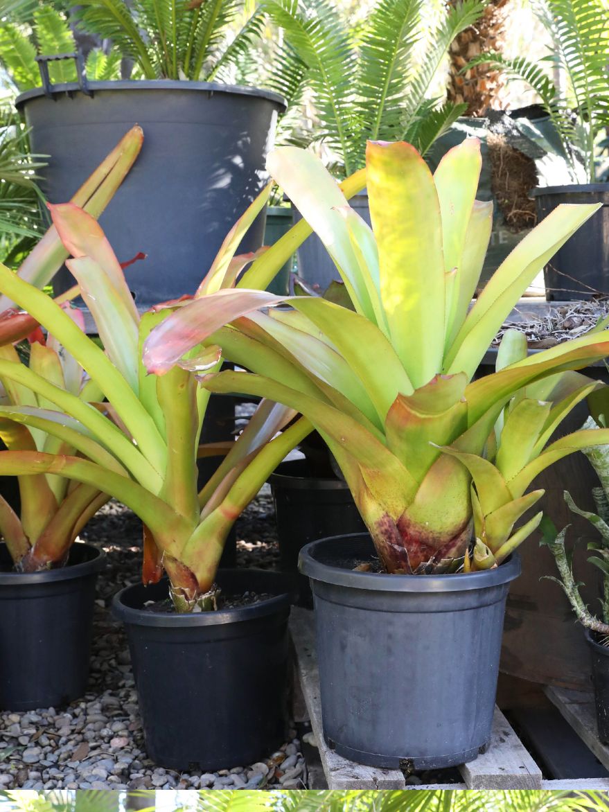 Aechmea blanchetiana (Blanchet's Bromeliad)