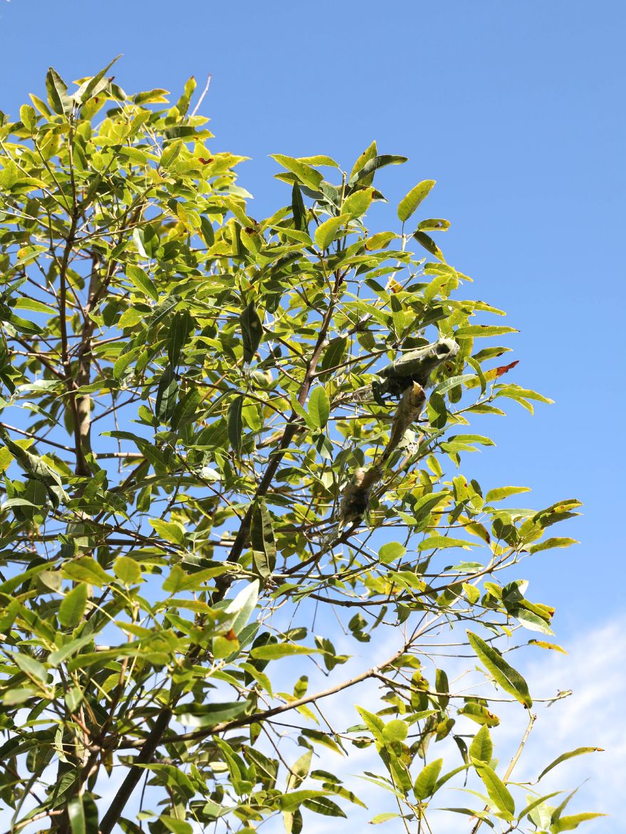 Brachychiton compactus (Whitsunday Bottle Tree)