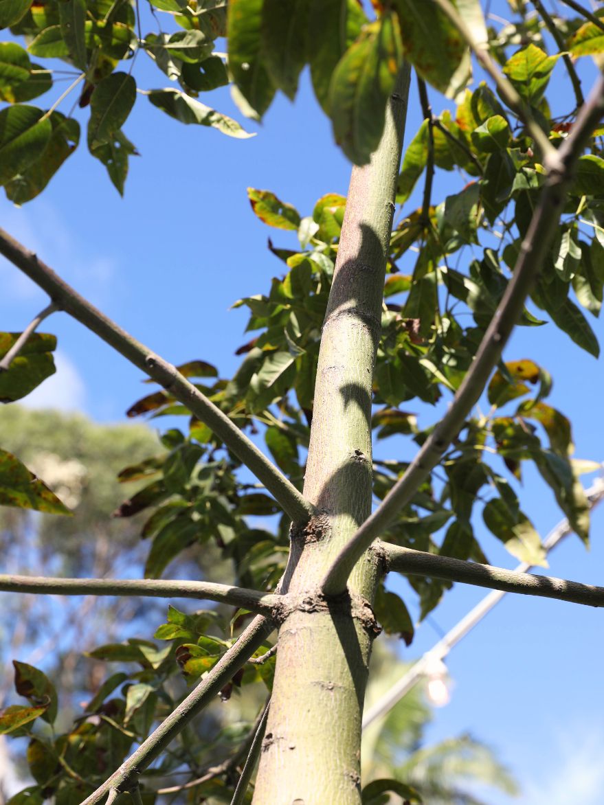 Brachychiton compactus (Whitsunday Bottle Tree)