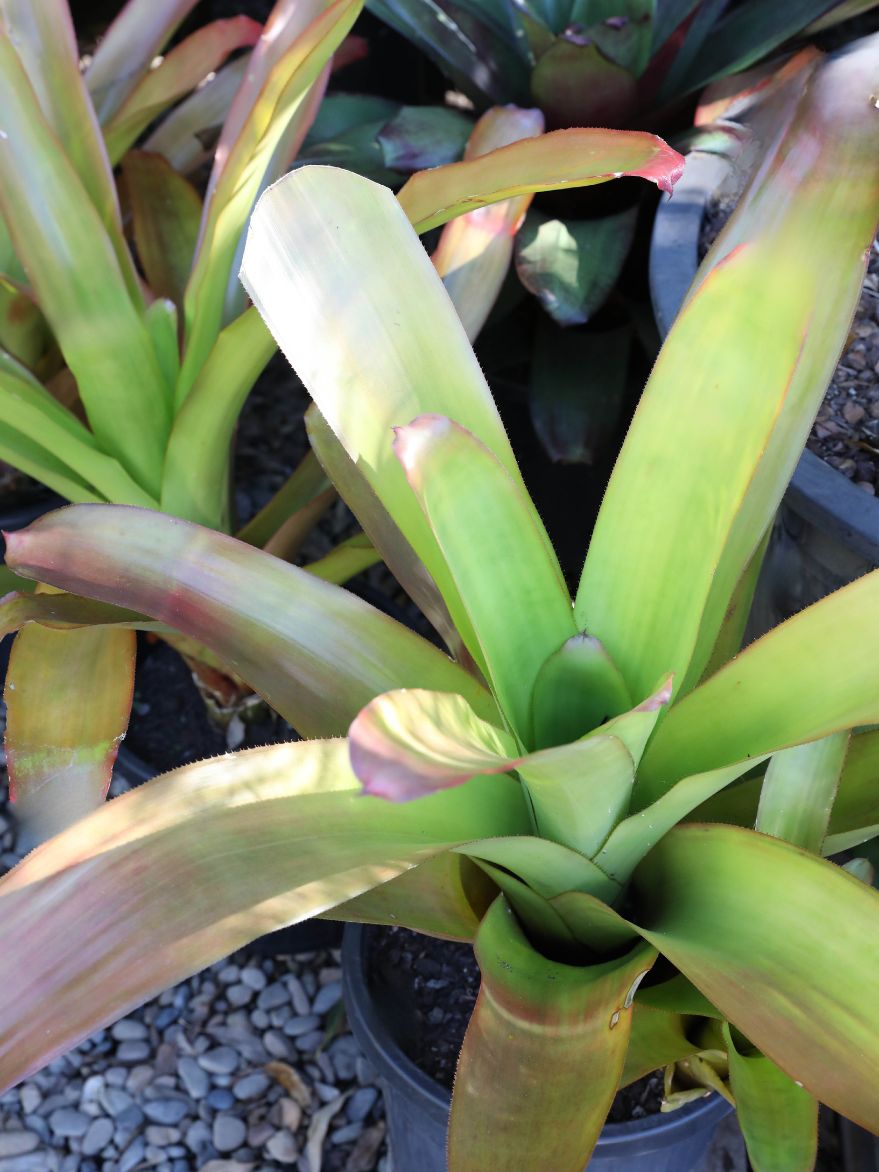 Aechmea blanchetiana (Blanchet's Bromeliad)