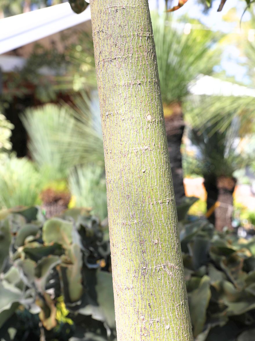 Brachychiton compactus (Whitsunday Bottle Tree)