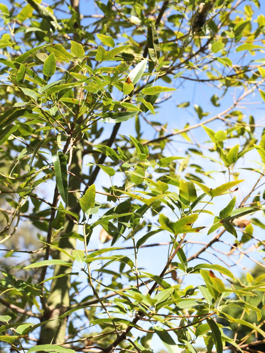 Brachychiton compactus (Whitsunday Bottle Tree)