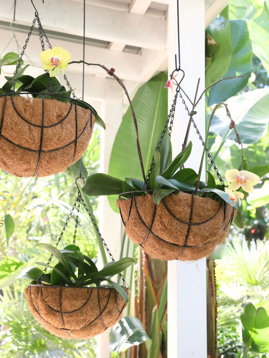 Phalaenopsis (Moth Orchid) in Hanging Basket