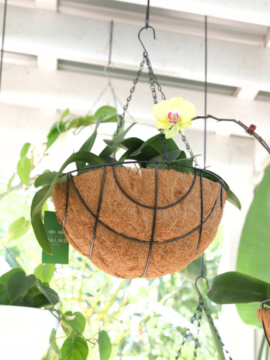 Phalaenopsis (Moth Orchid) in Hanging Basket