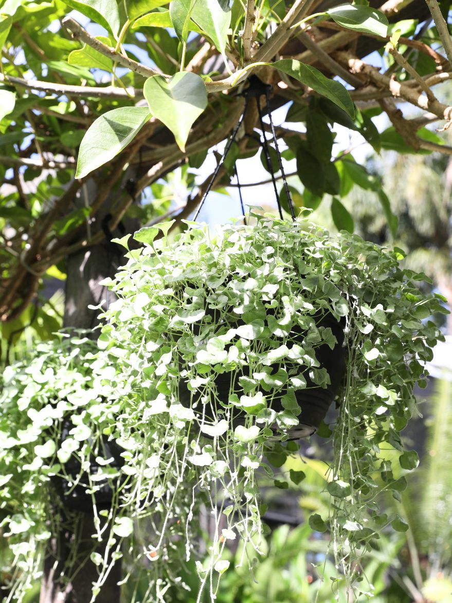 Dichondra 'Silver Falls' (Dichondra argentea)