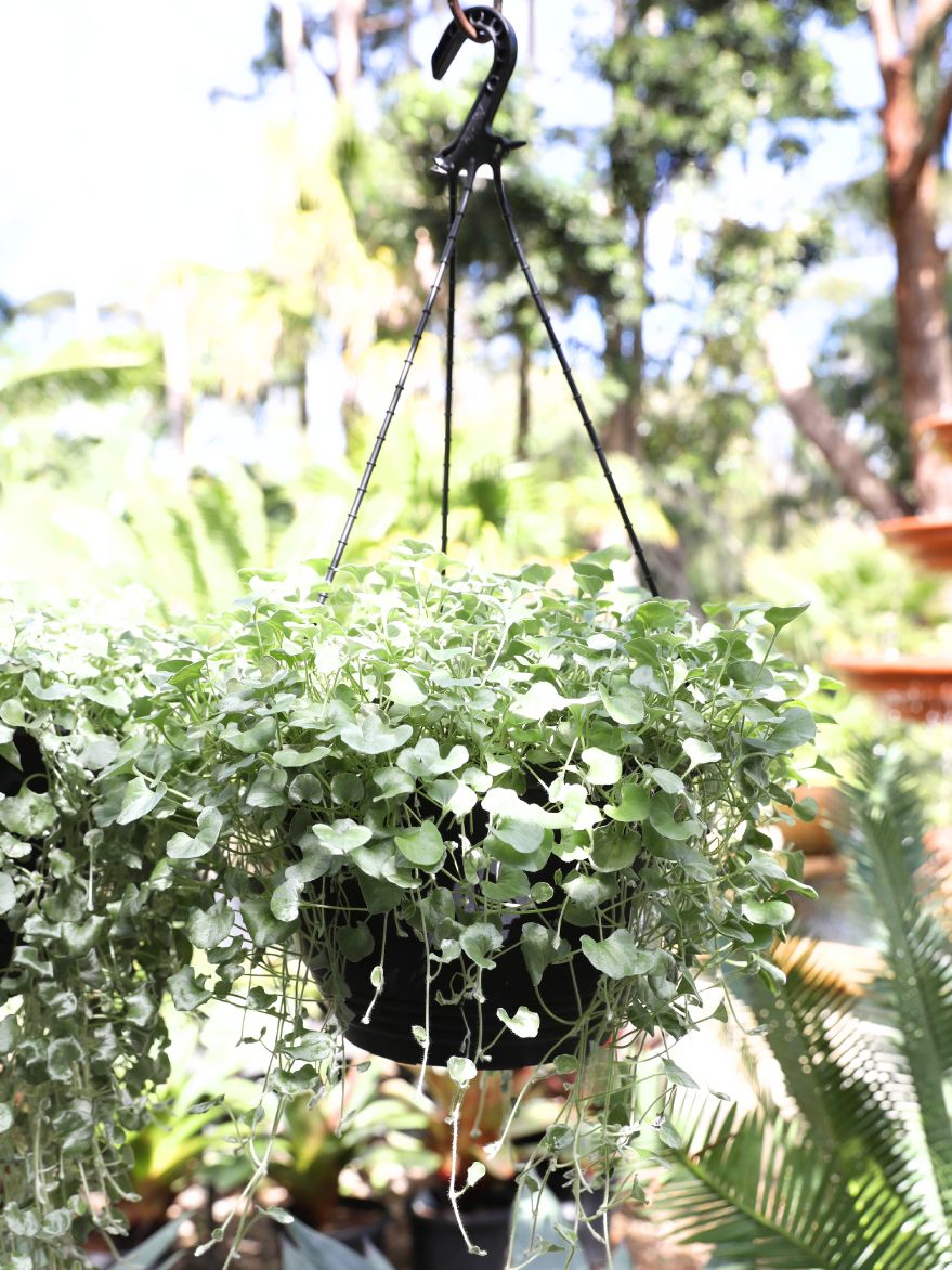 Dichondra 'Silver Falls' (Dichondra argentea)