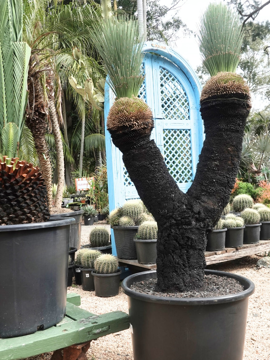Xanthorrhoea glauca (Grey Grass Tree)