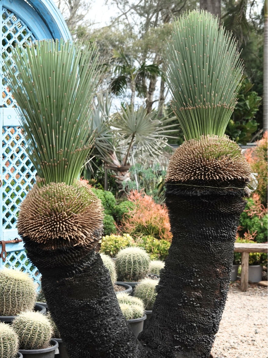Xanthorrhoea glauca (Grey Grass Tree)