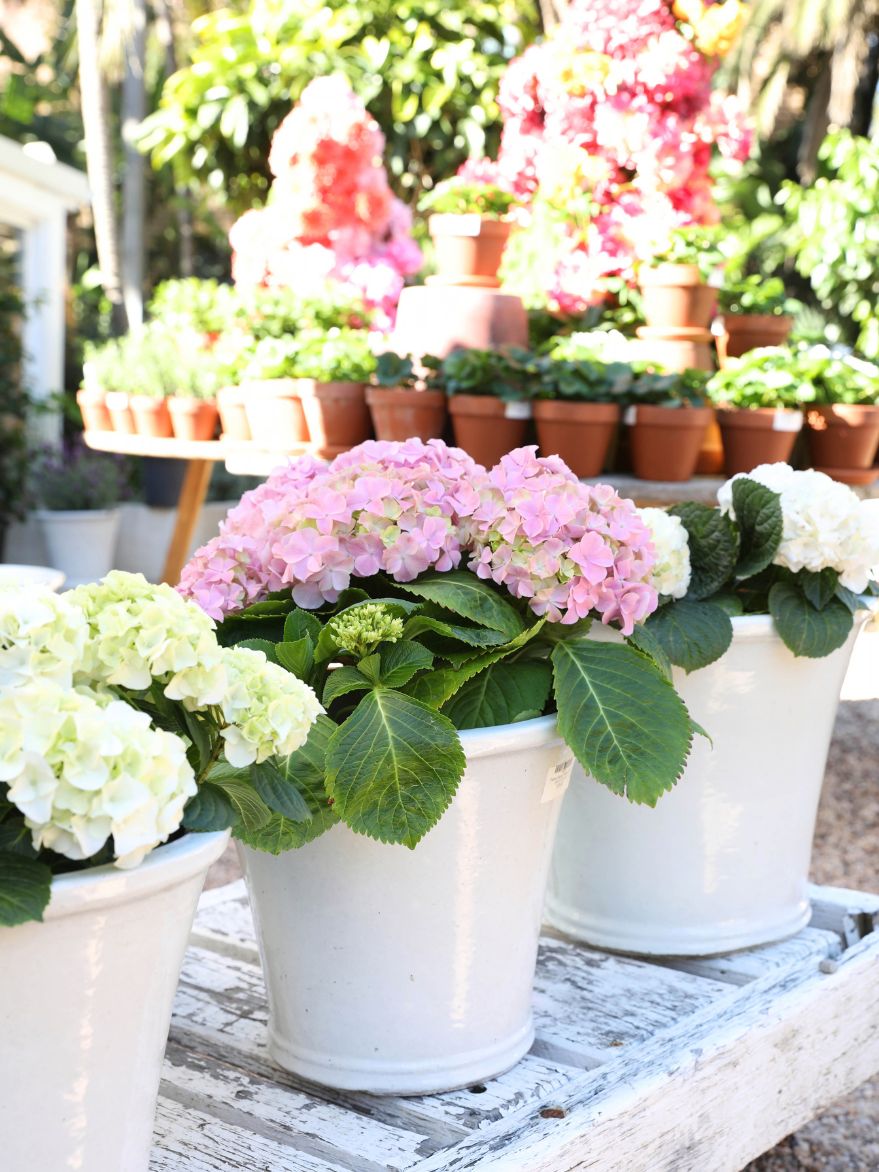 Hydrangea & Pot Set Large