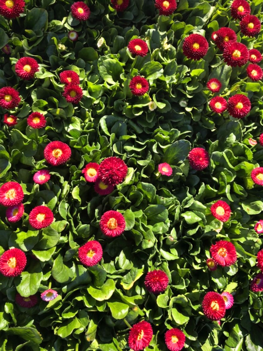 Bellis perennis (English Daisy)