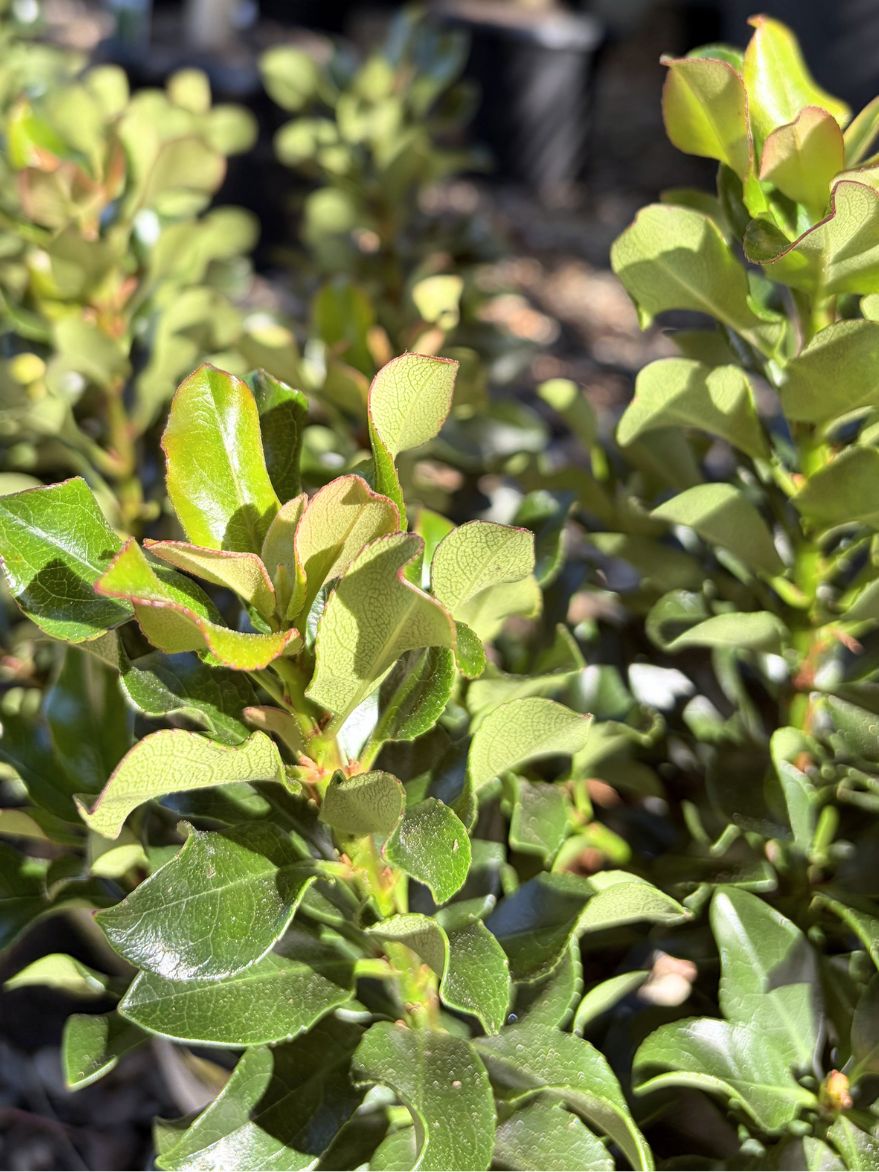 Rhaphiolepis indica 'Snow Maiden' (Indian Hawthorn)