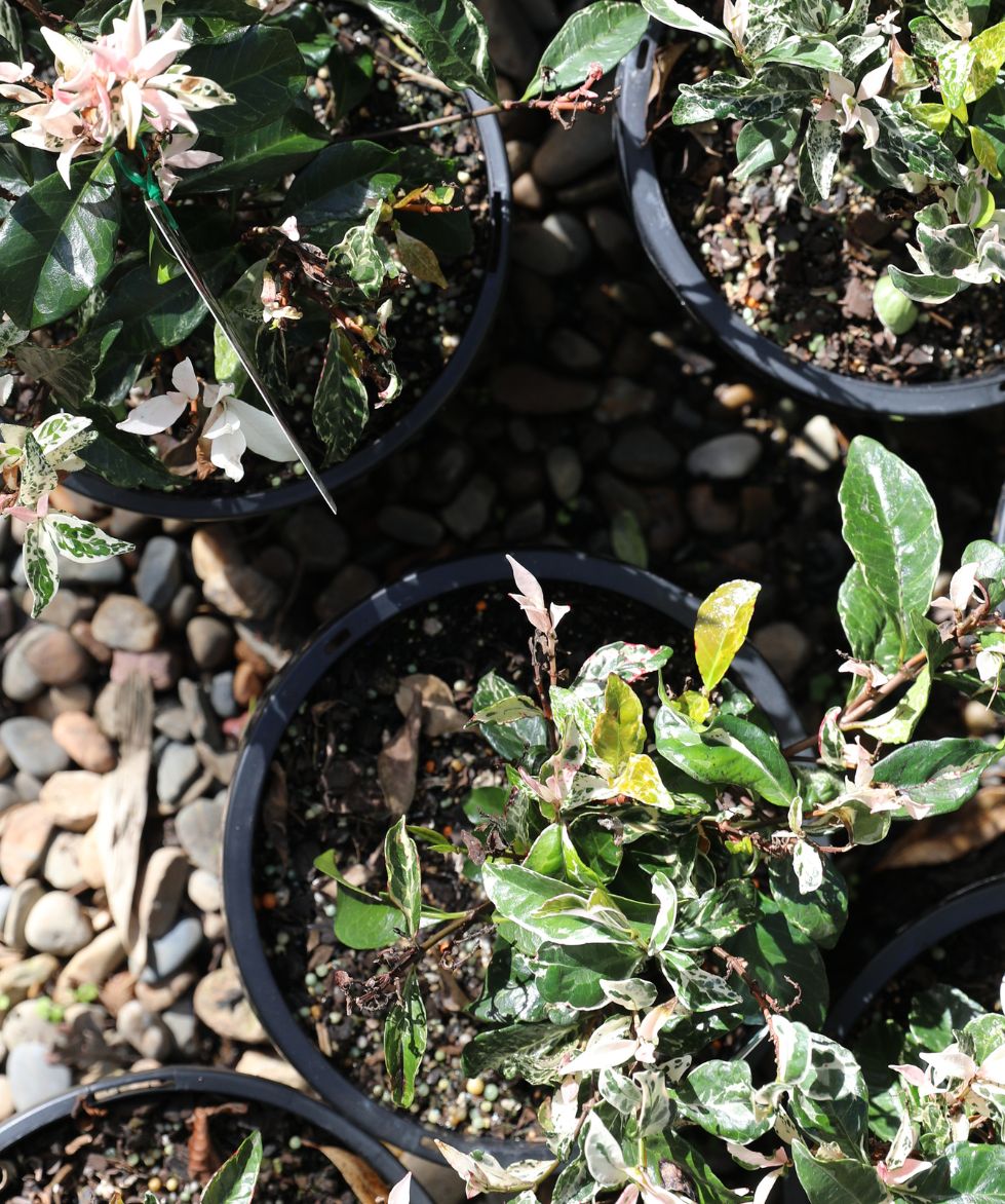 Tri-colour Jasmine (trachelospermum)